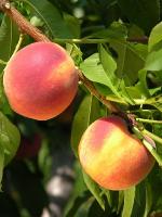 John Boy | Peach Species 